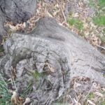 Boar Tree Limb