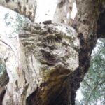 Boar Tree Separation