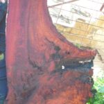 Boar Tree Slab